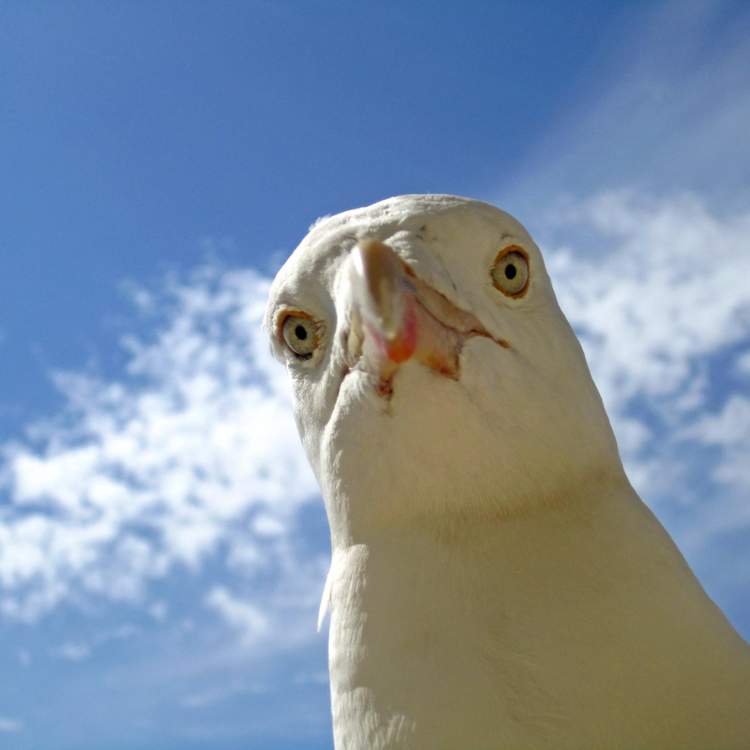 cover art for Episode 117: Seagull riot, up the bum lots of harm done and pickled peens