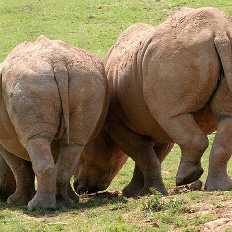 cover art for Episode 92: A bum dealer, a lush death and a sanitary reason for arrest