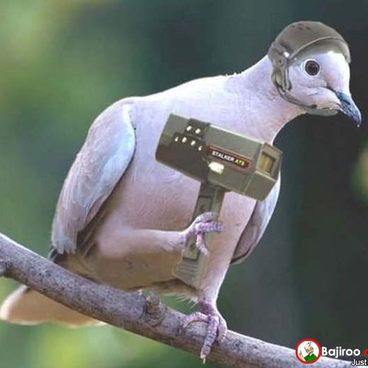 cover art for Episode 16: An avian officer, Ian Kognito and an old dog (with no new tricks - lame)