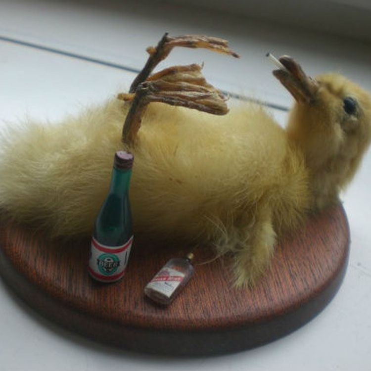 cover art for Episode 8: Drunk ducks, Clown Town and what did the Cat Man do?