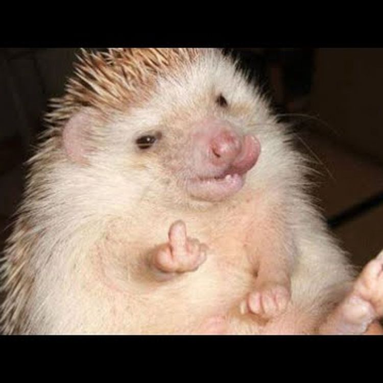 cover art for Episode 5: Pregnant by a pig, dumped on hedgehog and scary sausages