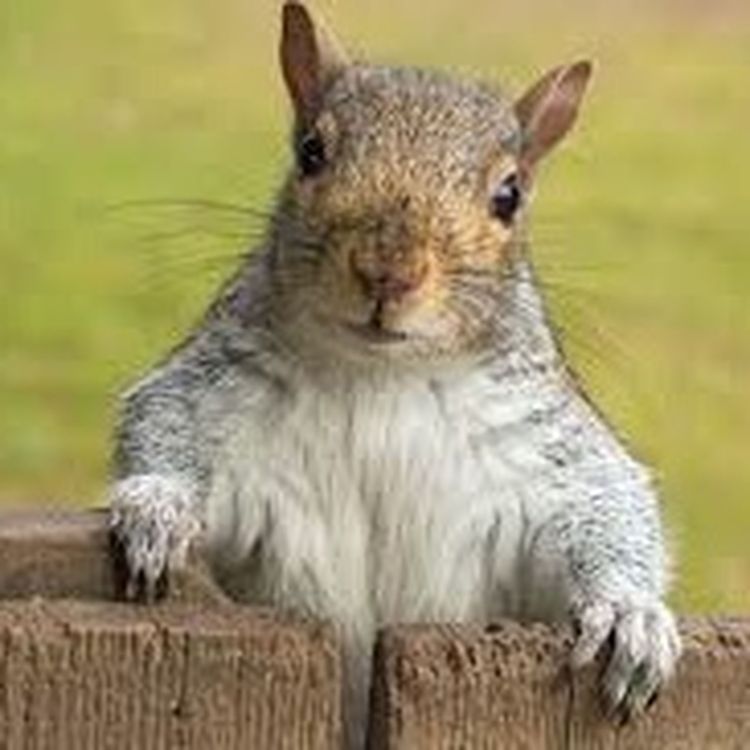 cover art for Episode 2: A stalking squirrel, light-travelling naturists and a blind-baked cake