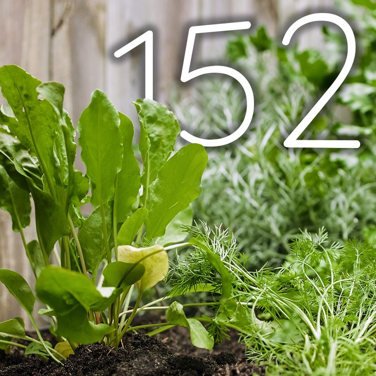 cover art for 152 - July Harvests & Herb Garden Magic