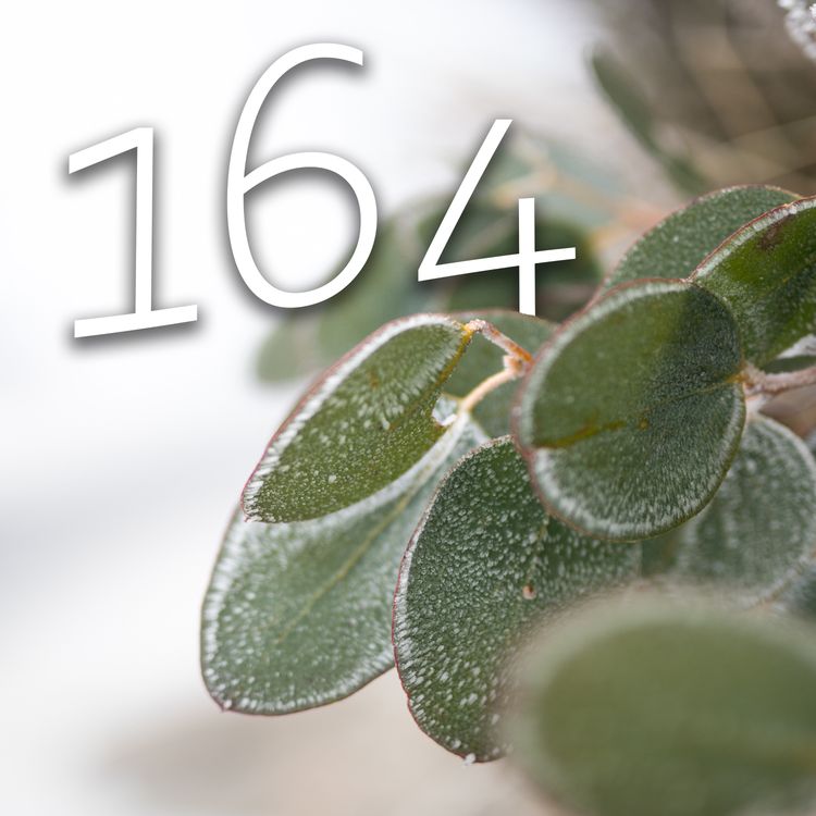 cover art for 164 - New Year, New Garden