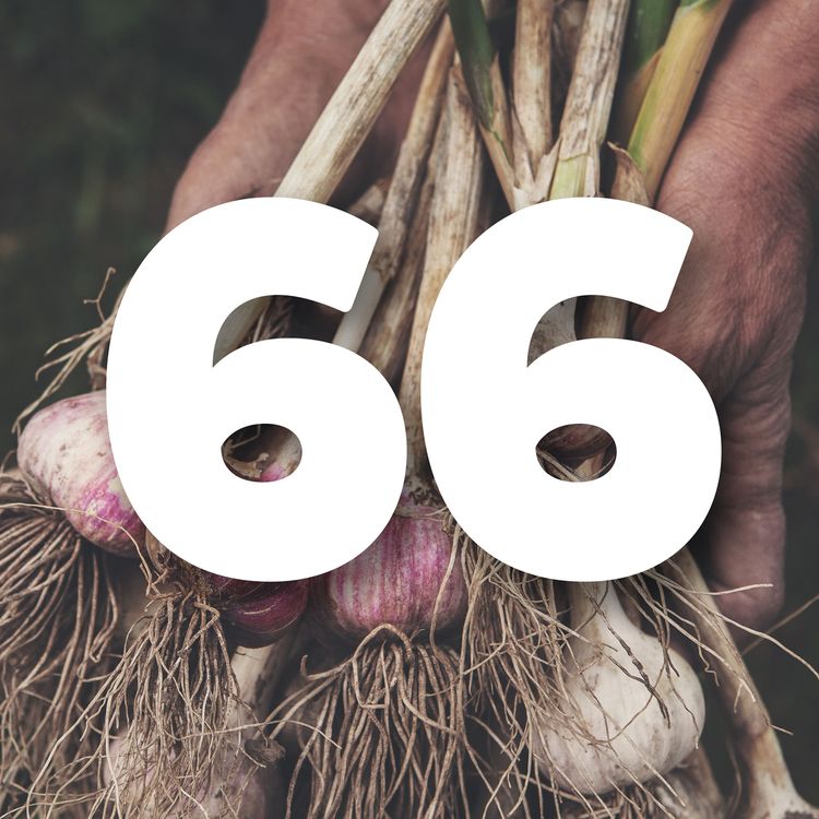 cover art for 66 The Gift of Garlic
