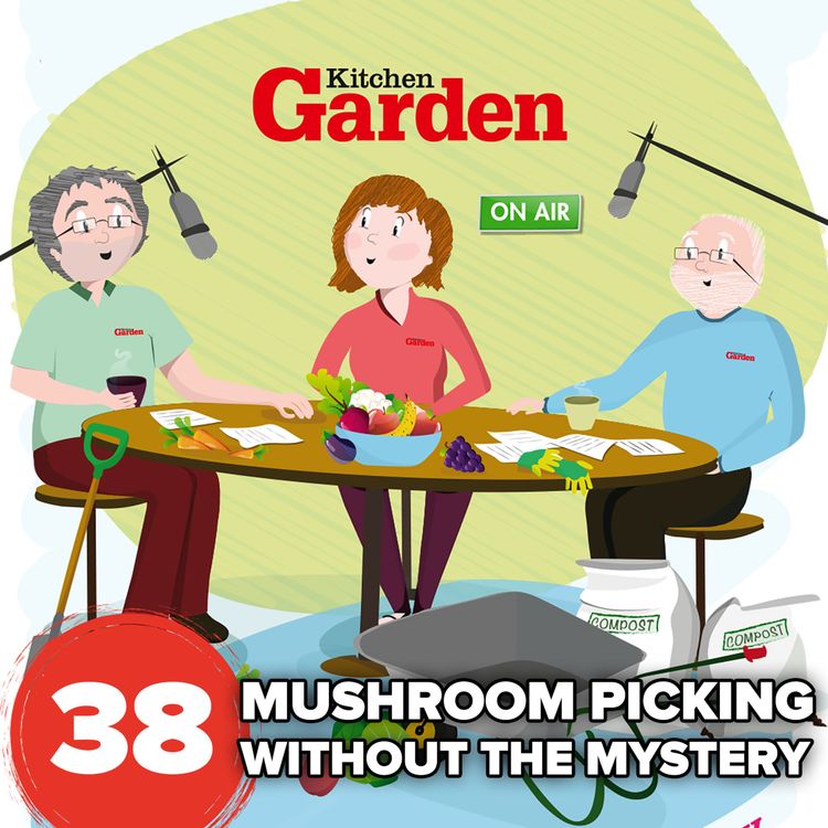 cover art for 038 Mushroom picking without the mystery