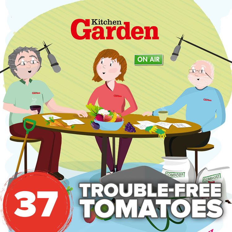 cover art for 037 Trouble-free tomatoes