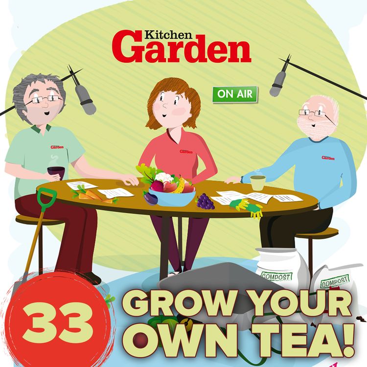 cover art for 033 Grow your own tea!
