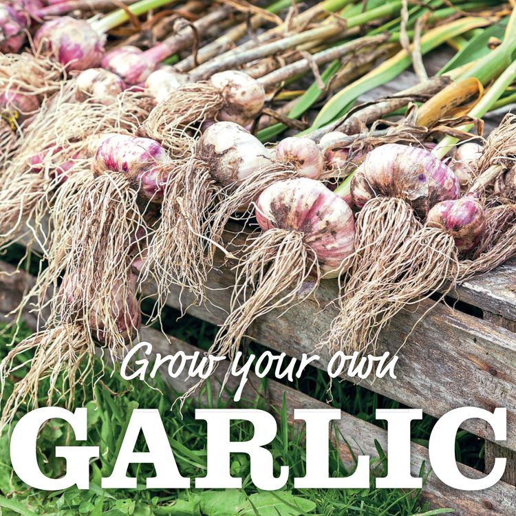 cover art for 026 Grow your own Garlic