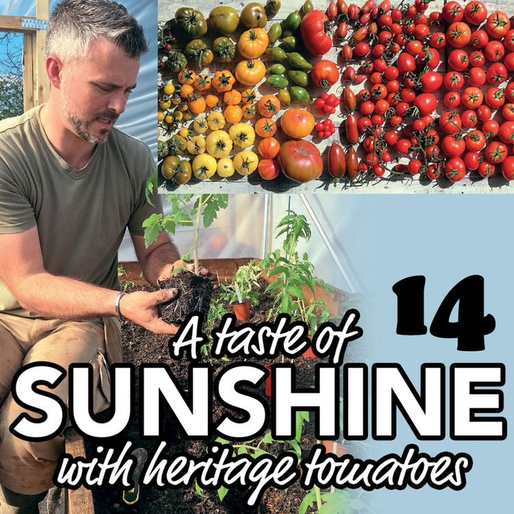 cover art for 014 A taste of sunshine with Heritage tomatoes