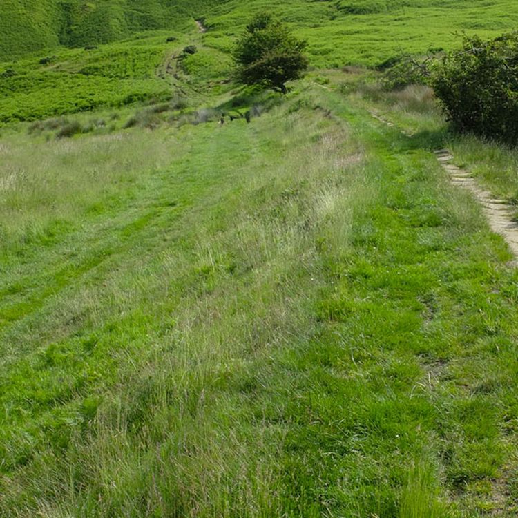 cover art for DTD: 166 - Why does Brookfield not have any dirty cow insurance?