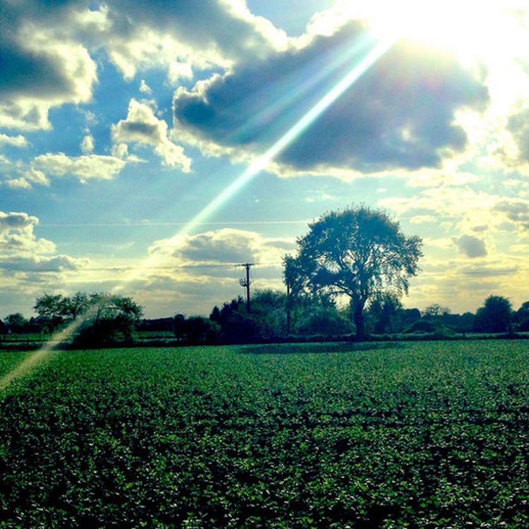 cover art for The blood splattered Blossom Hill Cottage show