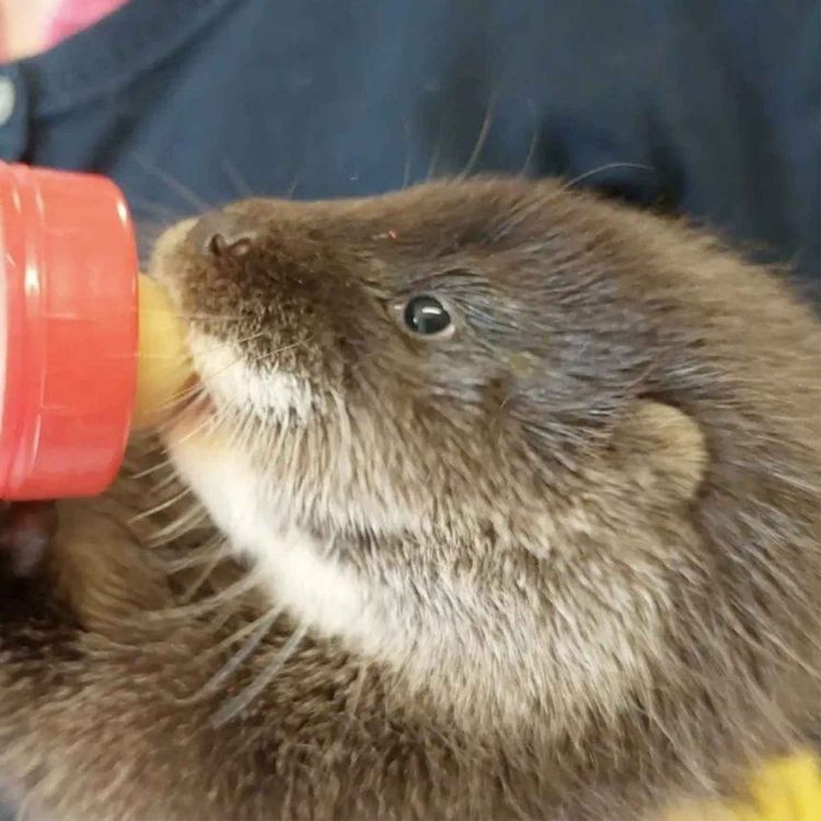 cover art for Wildlife Saviours