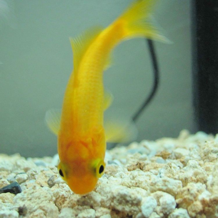 cover art for An ode to goldfish