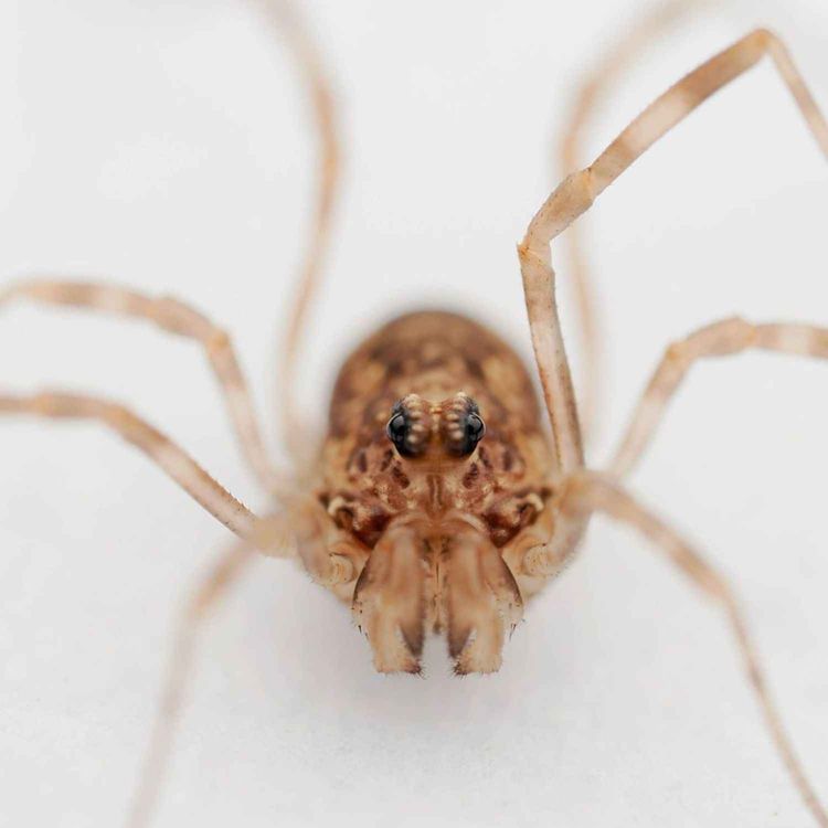 cover art for Harvestmen: The Spiders That Aren't