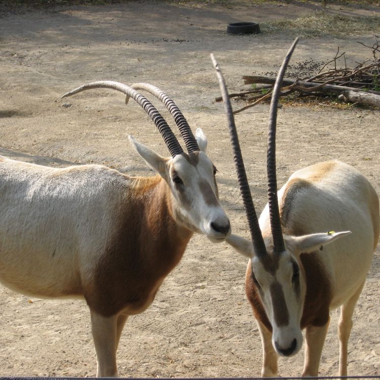 cover art for Back from the brink: The Scimitar-Horned Oryx