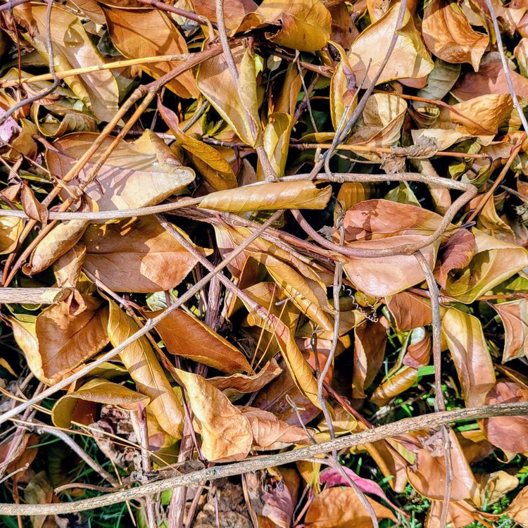 cover art for Leave the Leaves