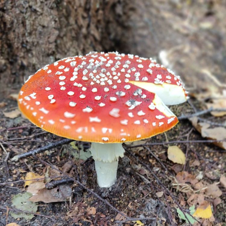 cover art for Shroom Shenanigans...