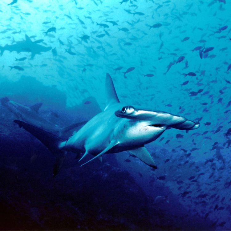 cover art for Seduced by Sharks