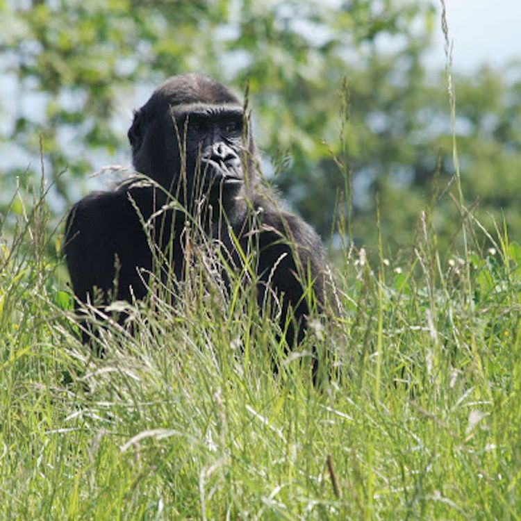 cover art for On zoos