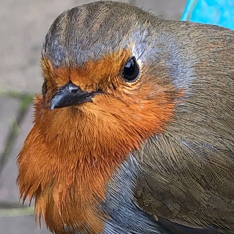 cover art for Christmas 2020: An ode to the robin