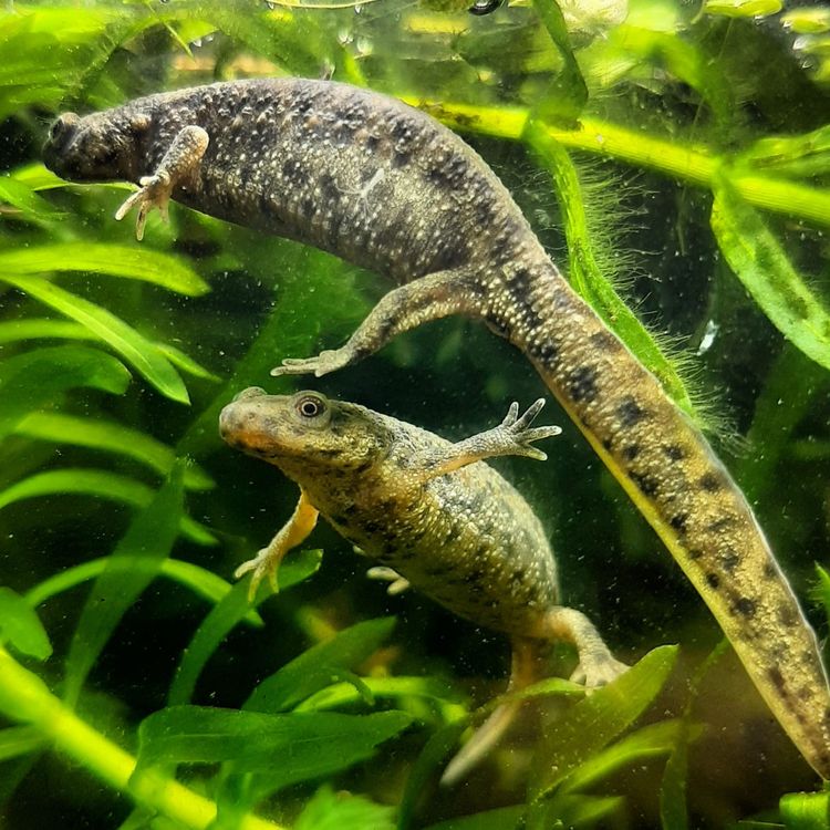 cover art for Oddly Toxic Critters