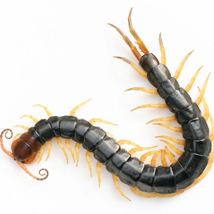 cover art for The Murder Rope