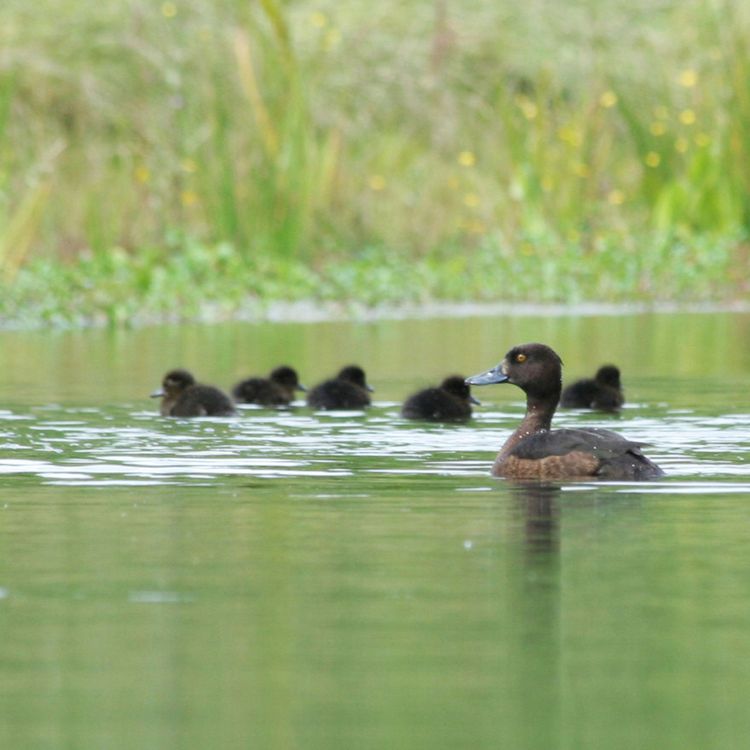 cover art for The Curious Case of the Dead Duck F%*ks