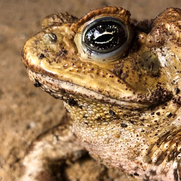 cover art for Toadageddon!