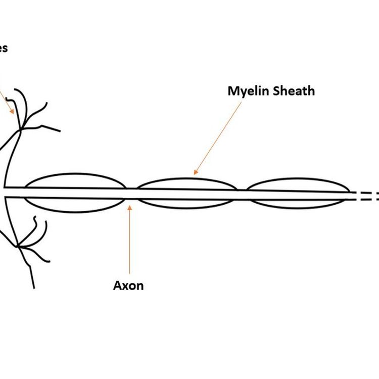 cover art for 2. Fasting & MS: Could Going Without Food Treat This Disease?