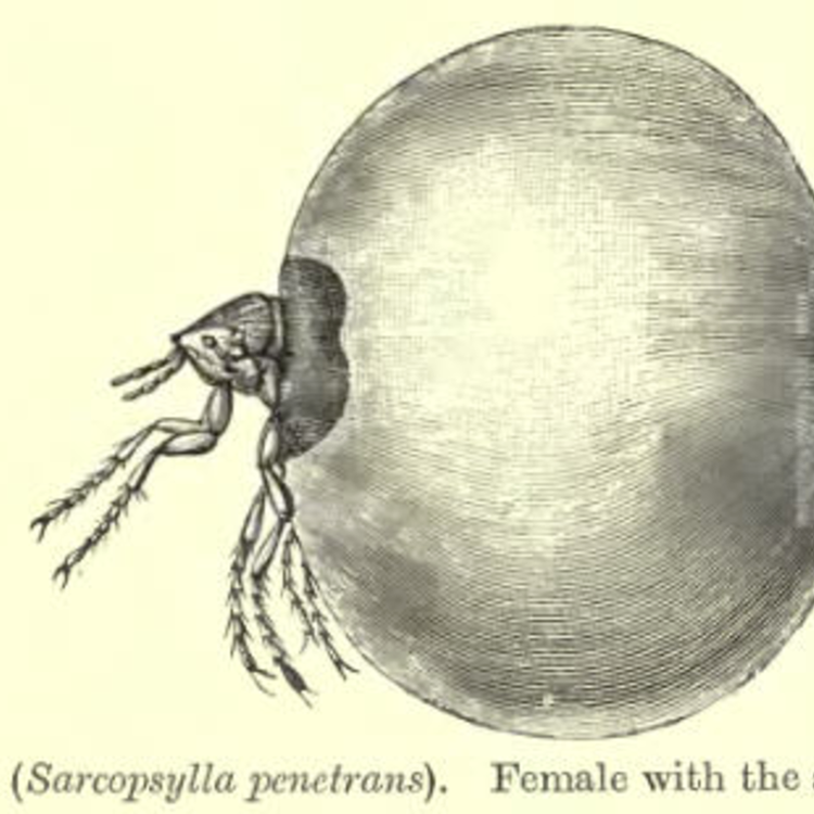 cover art for Episode 33: Blood-Sucking Insects You Have Never Heard of