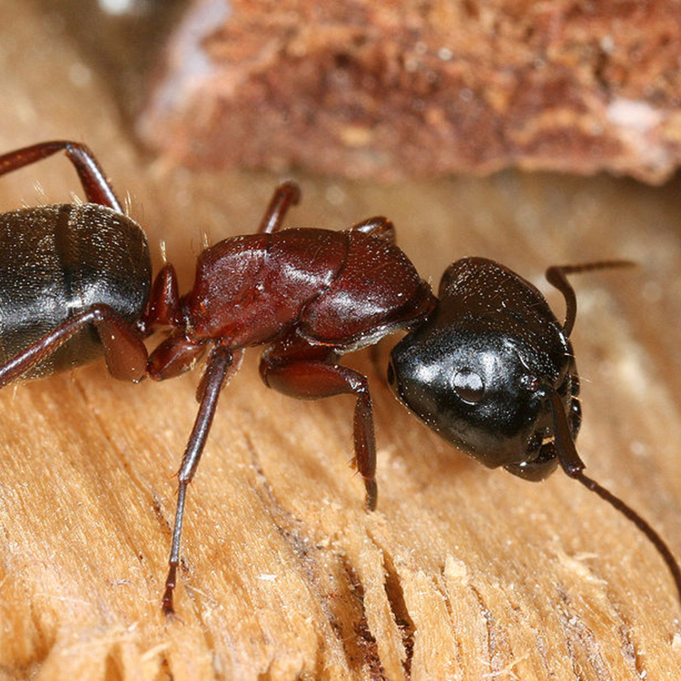 cover art for Episode 18: The use of viruses to control pest insects like carpenter ants
