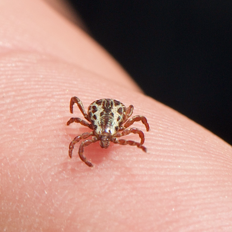 cover art for Episode 14: The Repellent DEET and Ticks