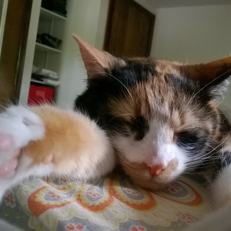 cover art for Episodio 19: Riesgos y beneficios de los tratamientos de pulgas y garrapatas orales y spot-on para gatos