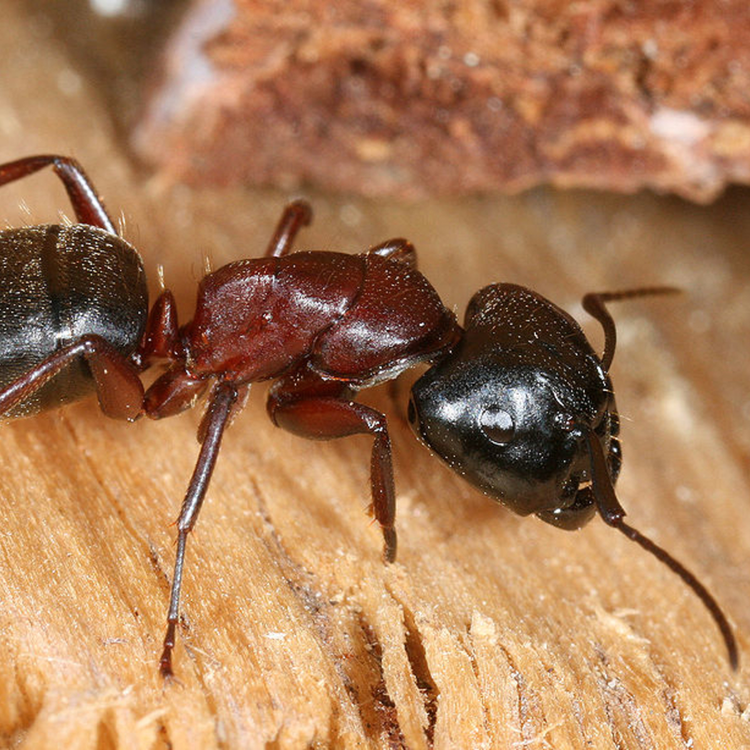 cover art for Episodio 18: El uso de virus para controlar insectos plaga como las hormigas carpinteras