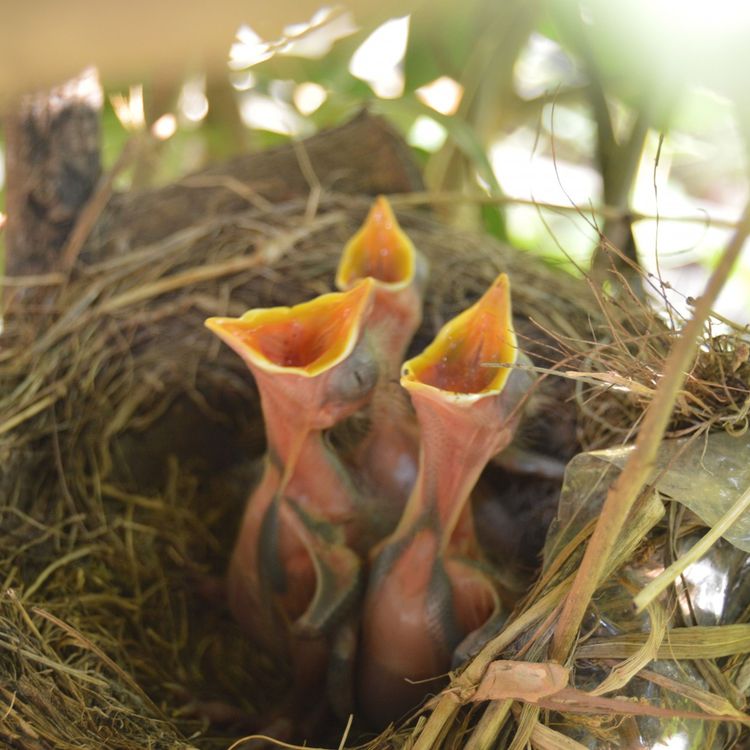 cover art for Episodio 11: ¿Puede el Nilo Occidental ser transmitido de humano a mosquito?