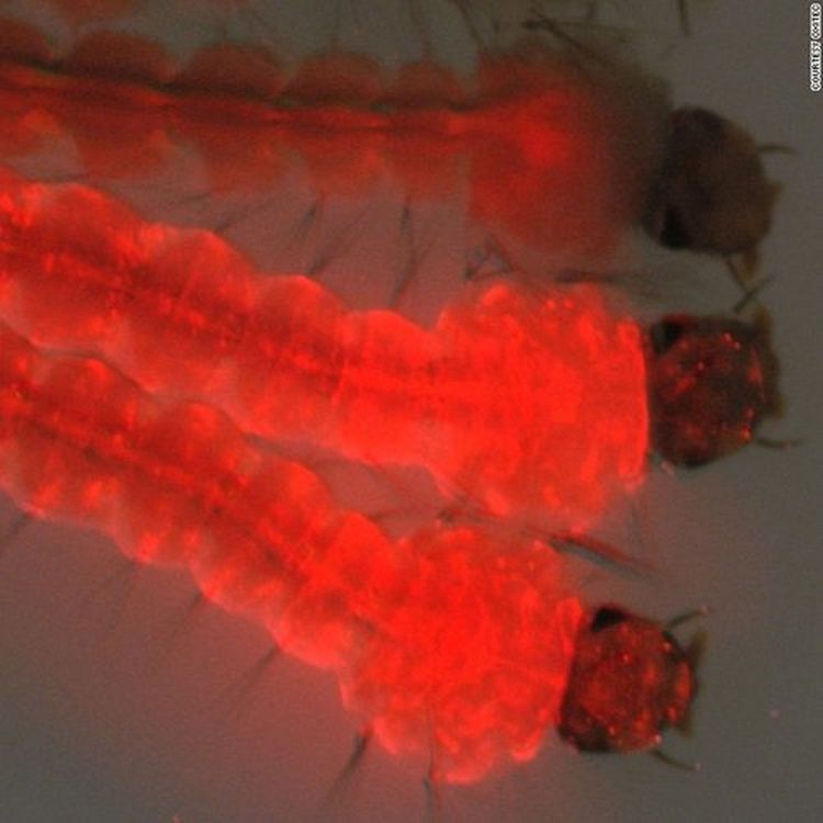 cover art for Episodio 3: Modificación Genética de Mosquitos en Florida