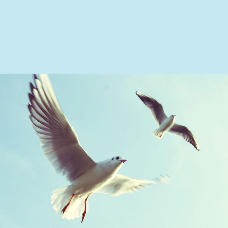 cover art for Dia dia de Pentecostes