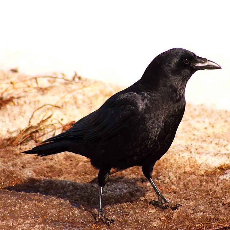 cover art for Opening up the Fact Cabinet with a Rooster Bar