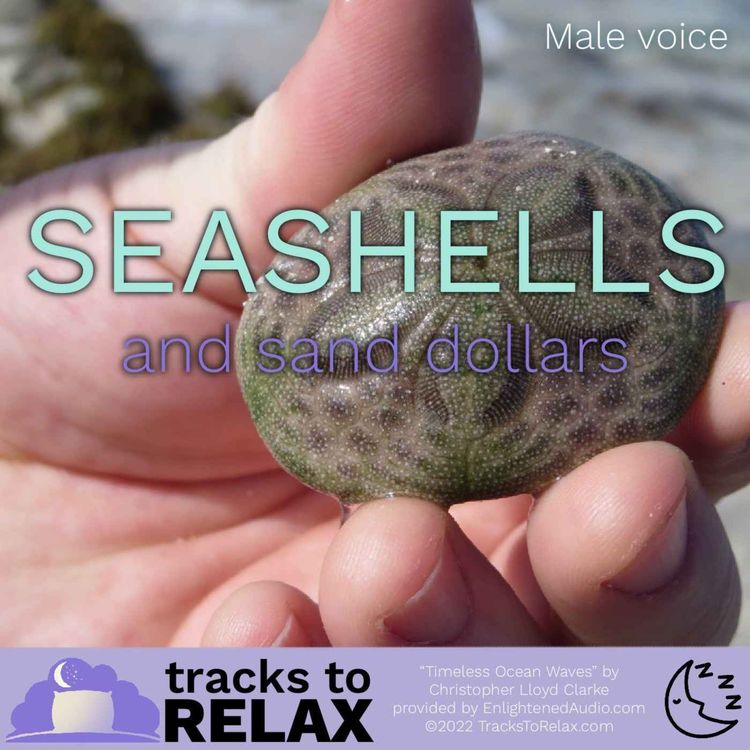 cover art for Seashells and Sand Dollars - Beachy Sleep Meditation