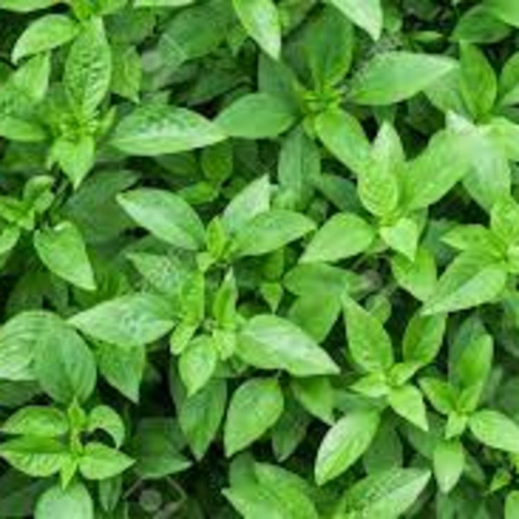 cover art for Healthy Benefits Of Green Basil Leaves - Exit COVID