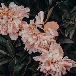 cover art for Go With Love Podcast