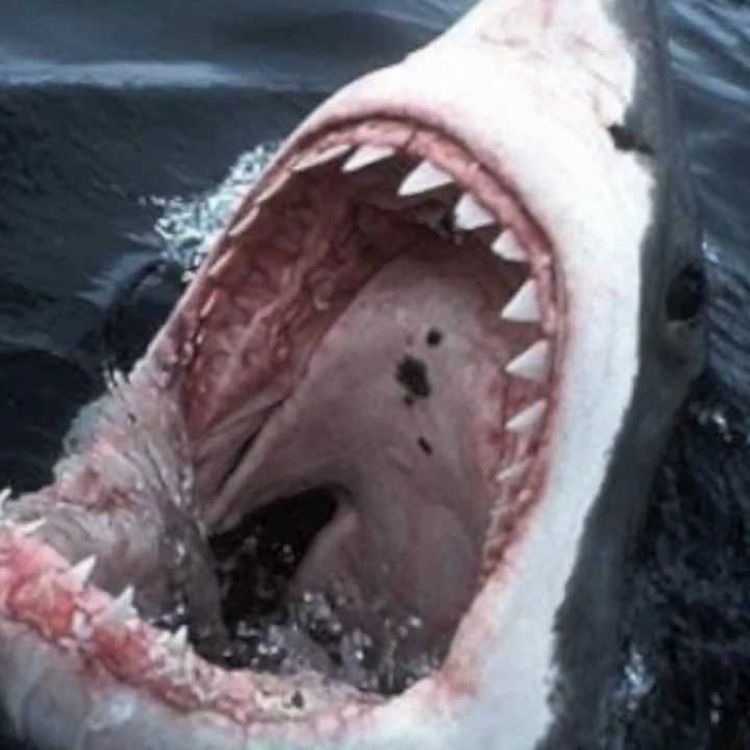 cover art for Terror on the Jersey Shore - The Shark Attacks of 1916