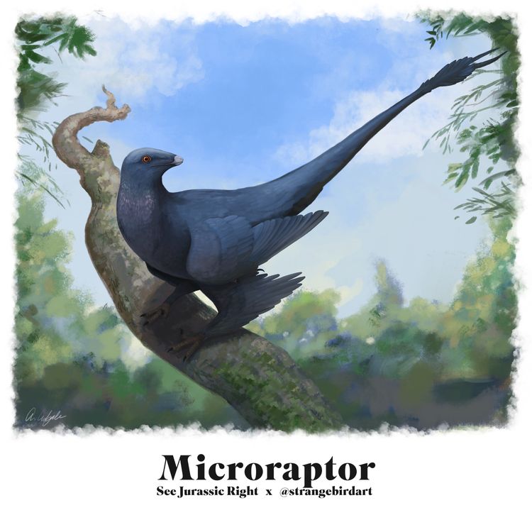 cover art for Microraptor (Jurassic June 2024 with Andrea Ciofalo aka @Strangebirdart!)