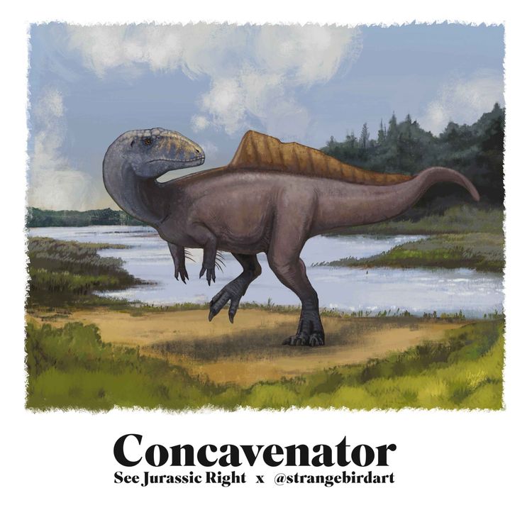 cover art for CONCAVENATOR (Jurassic June 2026 with Andrea Ciofalo aka @Strangebirdart!)