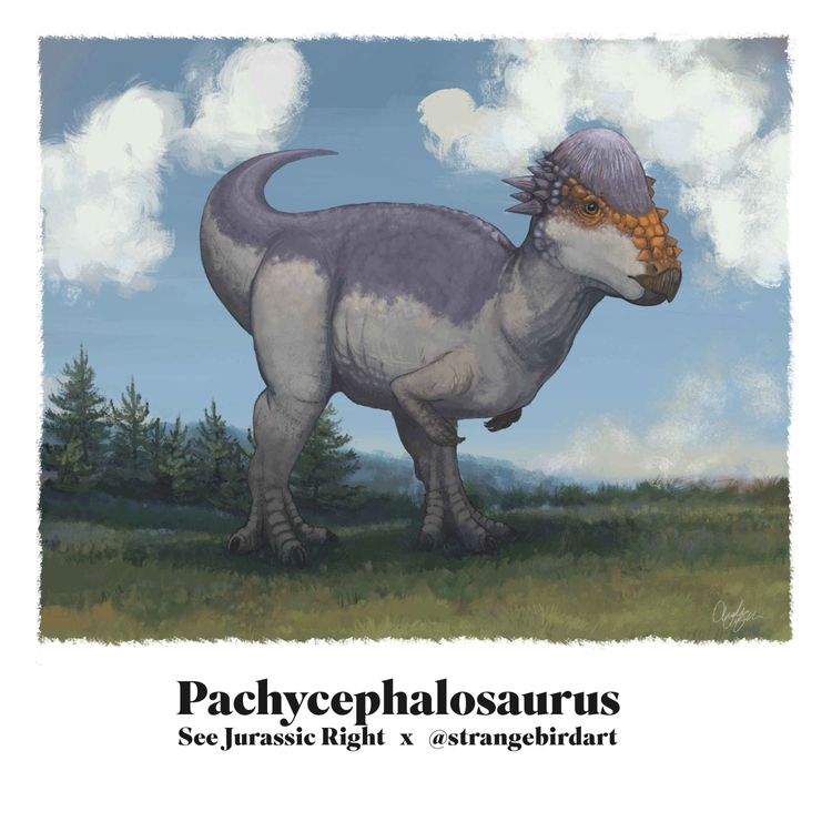 cover art for PACHYCEPHALOSAURUS (Jurassic June 2026 with Andrea Ciofalo aka @Strangebirdart!)