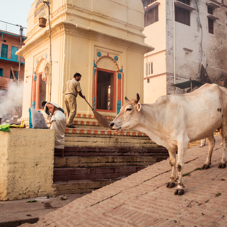 cover art for Re:sound #255 Taxidermied Cows