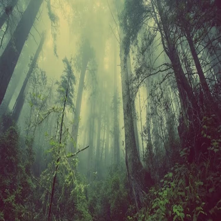 cover art for 237 - The Stranger of North Pond