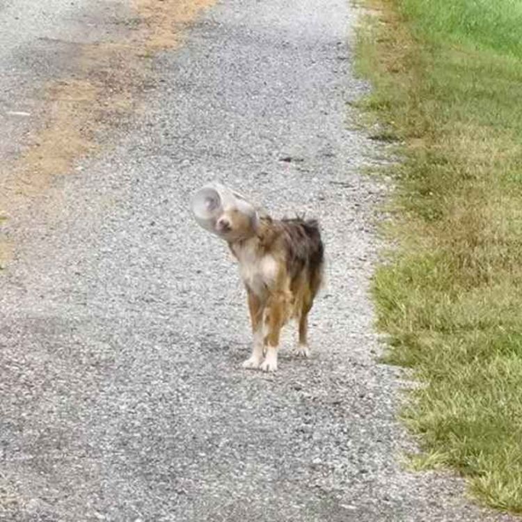 cover art for ep 348 - an object in a jar, a dog in a jar, all that AND a bag of chips!