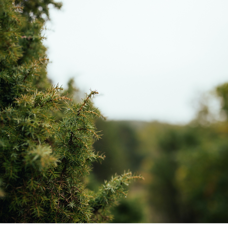 cover art for Seasons - Town Square